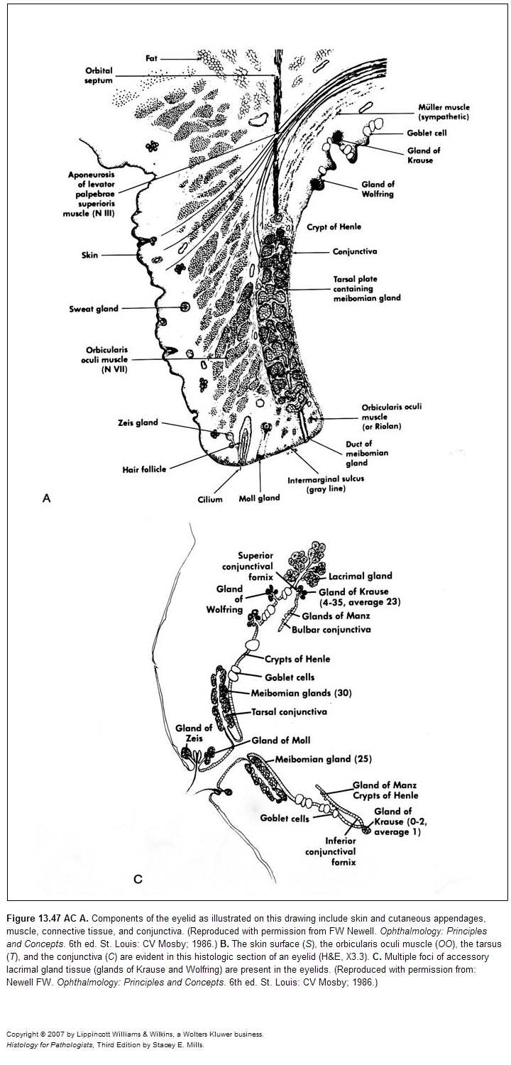 Eyelid histology