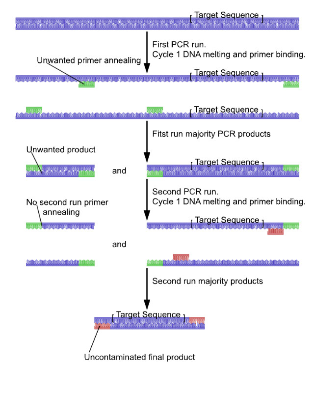 Nested PCR