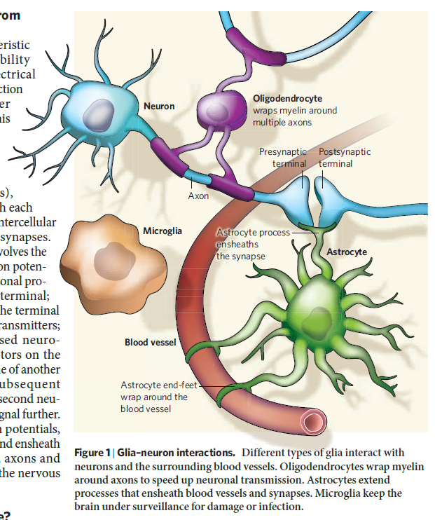 Glia
